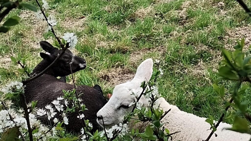 A black lamb and a white lamb, with blackthorn in flower.